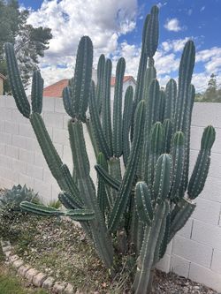 Peruvian Apple Cactus Cuttings