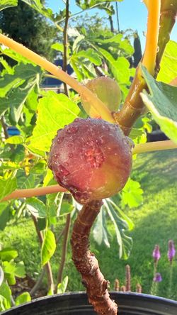 Beautiful 3-Gallon Dark Purple Fig Tree – Sweet & Productive