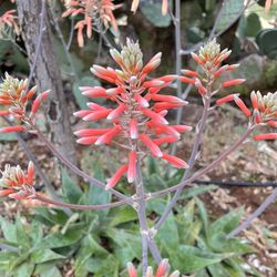 Soap Aloe plant, Aloe maculata, Aloe saponaria