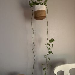 Pothos Plants (6)