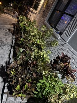 Plants! Crotons, Hawaiian Ti Plants and Schefflera