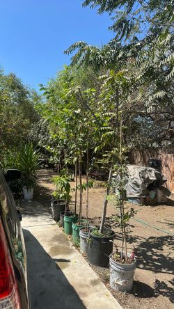 Mulberry tree $30