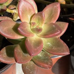 Succulents Plants 4”pot