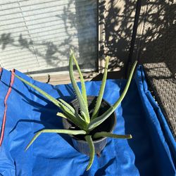 Aloe Vera Medicine Succulent 16” Plant