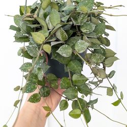 Hoya Krohniana Eskimo/Silver Splash Plant 6" Pot - Indoor House Plants