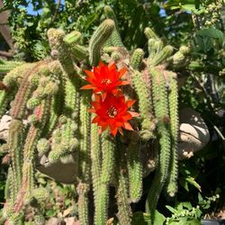 Cactus,Succulent,Plant 