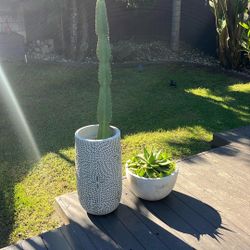 Peruvian Apple Cactus with Pot 