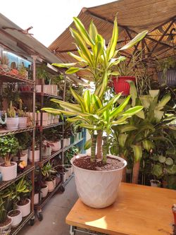 Dracaena Sted Sol Indoor Plant