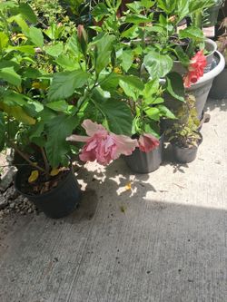 Plantas  de tulipan