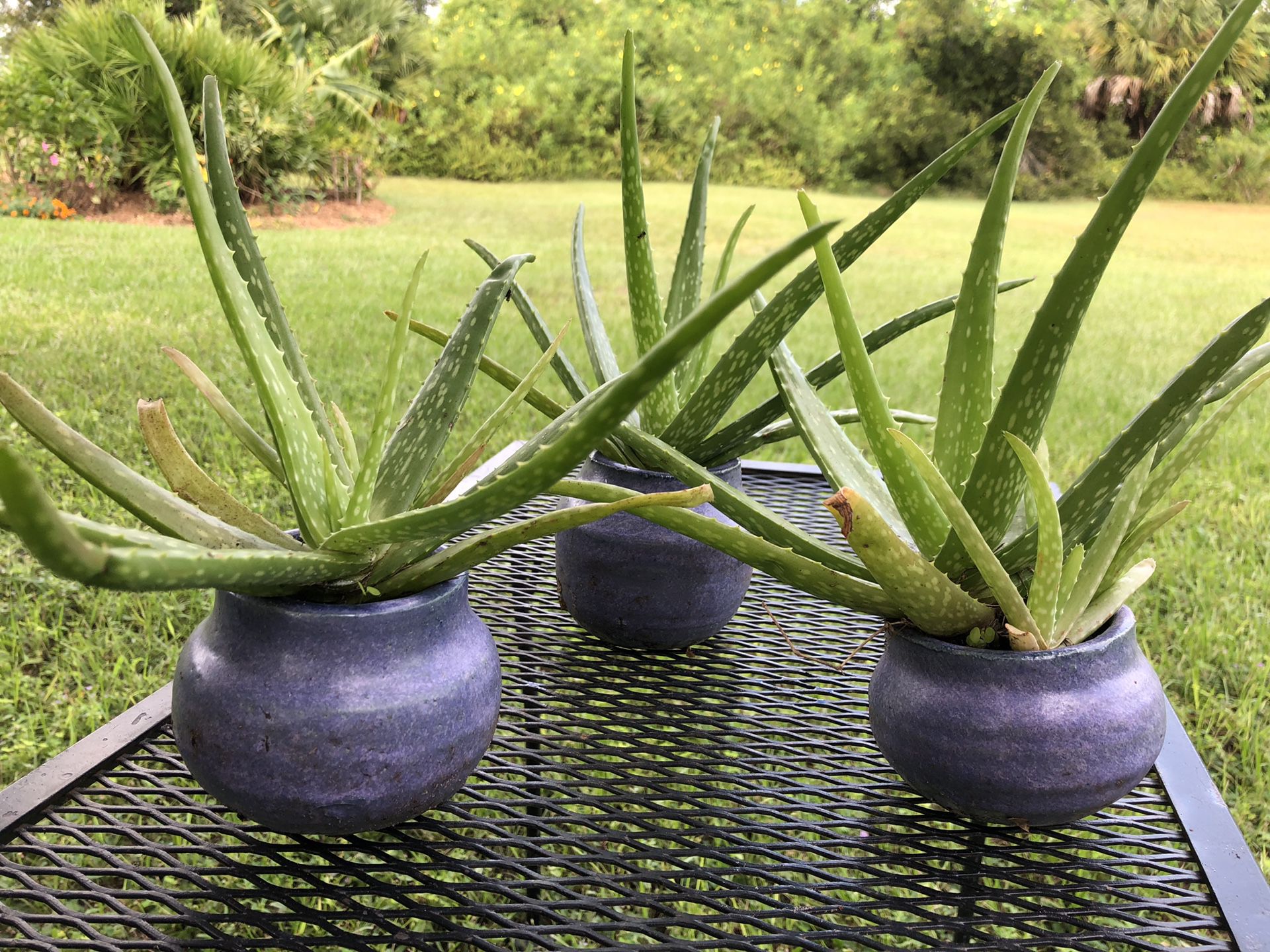 3 potted baby aloes live succulent handmade pottery purple pots