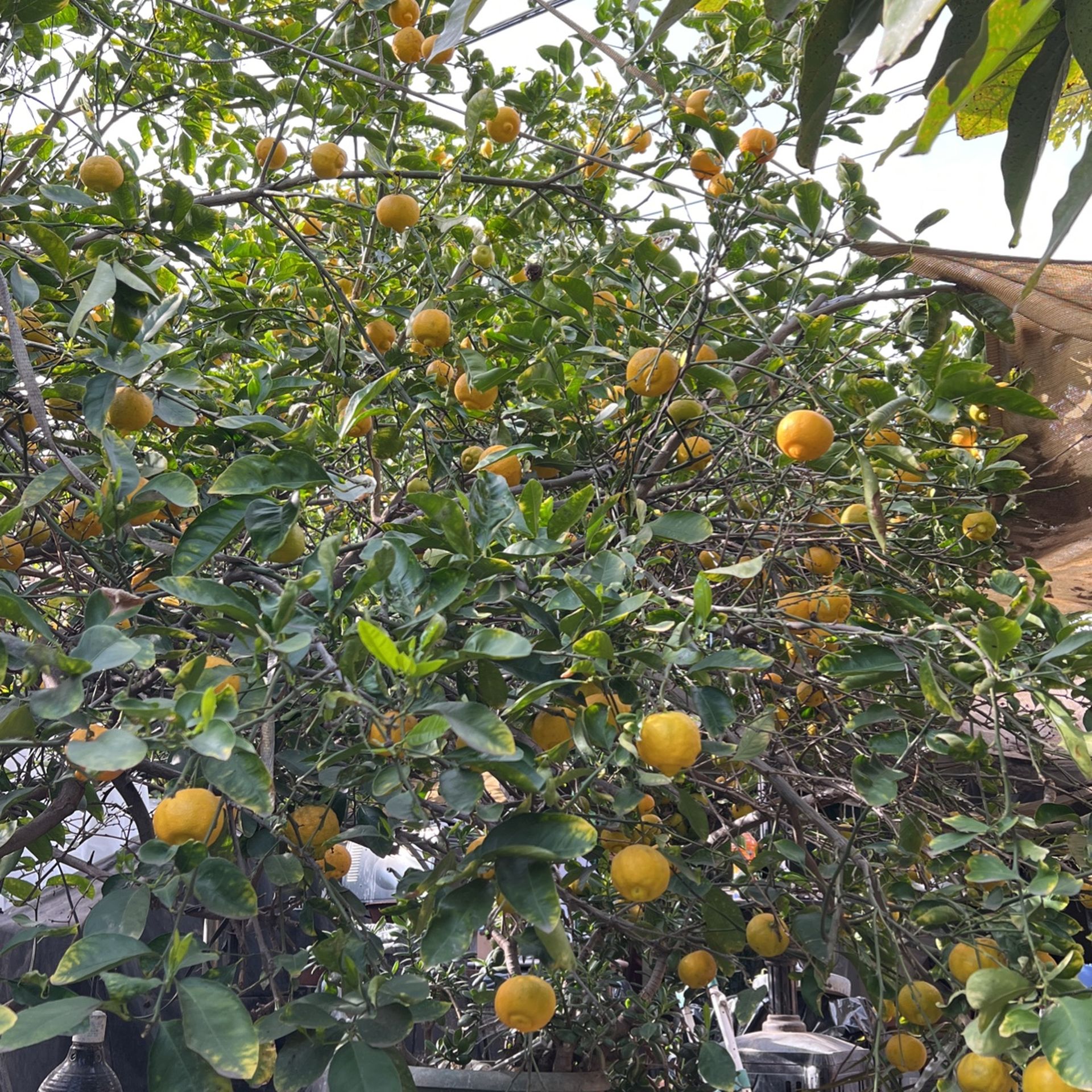 Lima Chichona