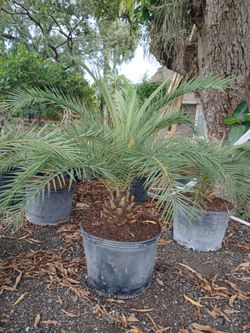 Sylvester Palm Tree 25gl $200🌴