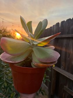 Kalanchoe