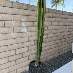 Euphorbias succulent