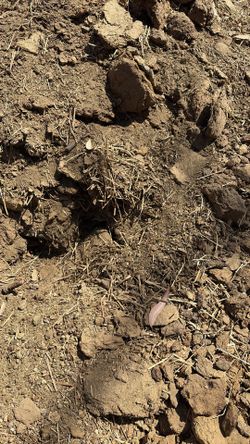 sheep manure