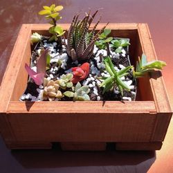 Succulent Plants