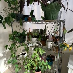 Chrome Plant Stand 