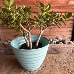 Jade Plant
