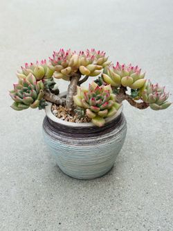 Succulents plants 🪴 （Echeveria Paint barrel）