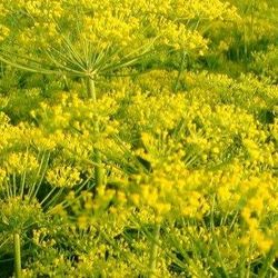 Organic Mammoth Long Island Dill Herb Seeds! 2025 SEASON EARLY RELEASE! 