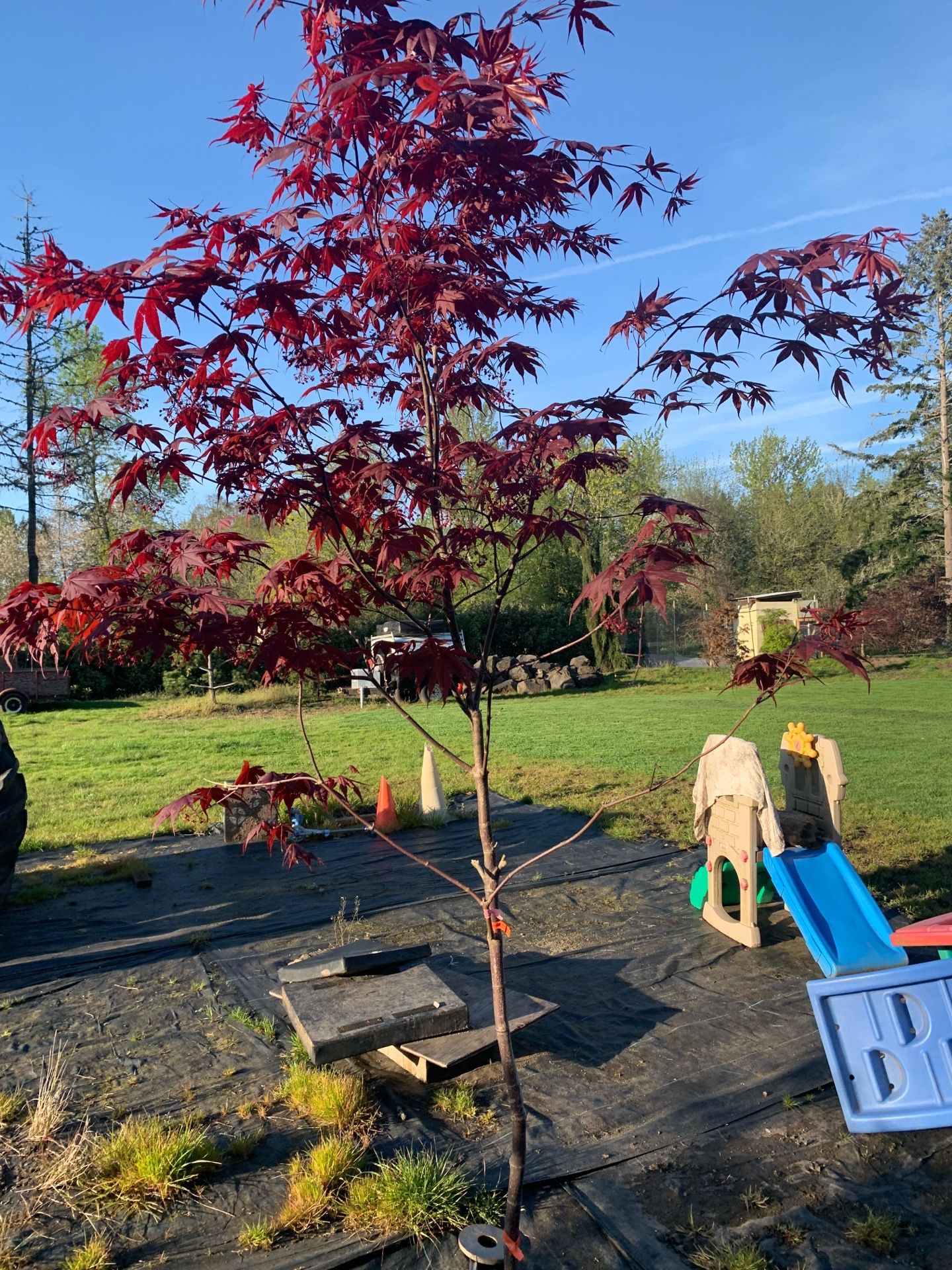 Blood Good Japanese Maple trees