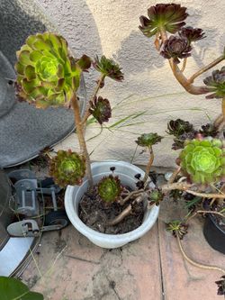Green plant