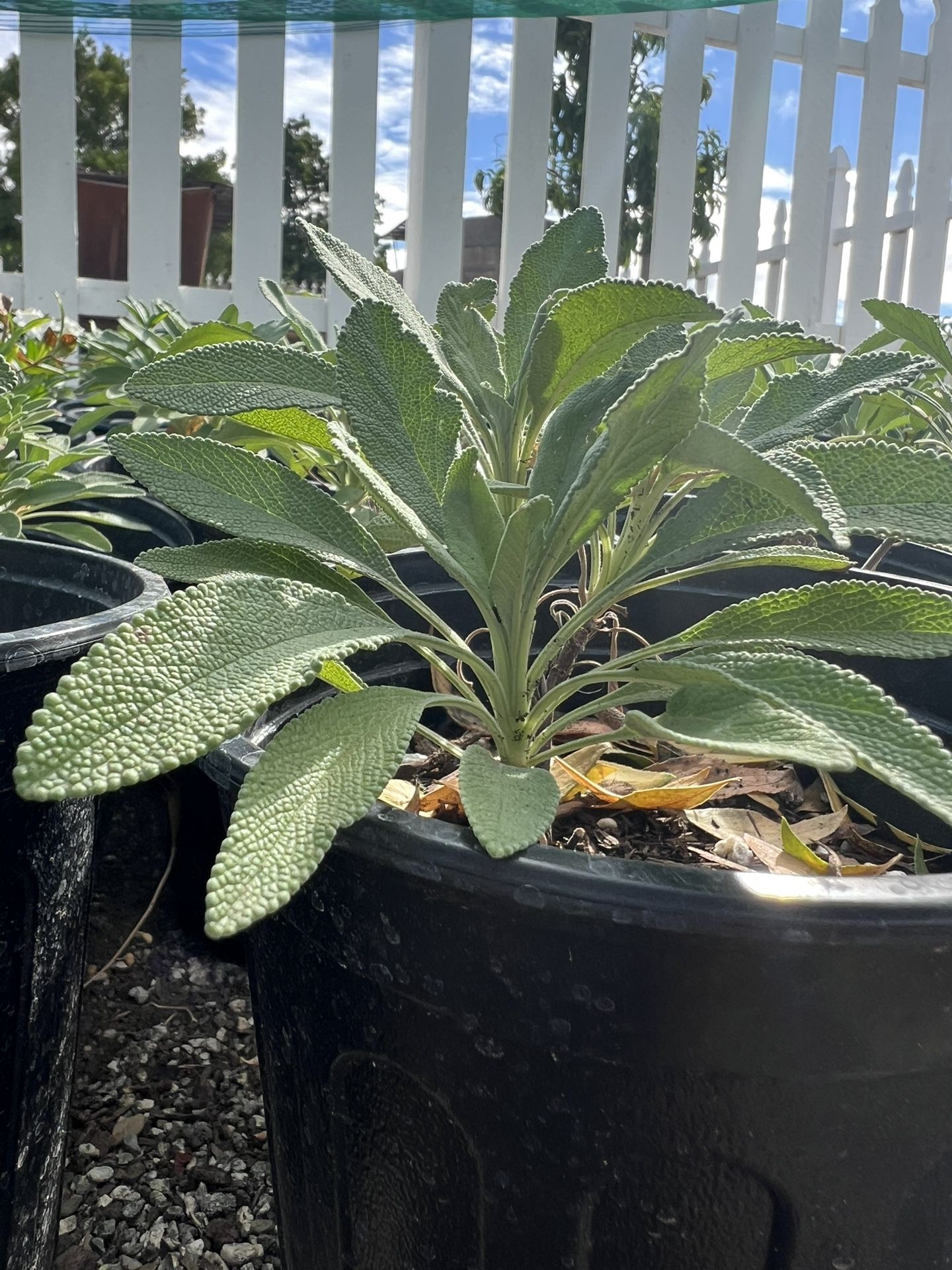Salvia 'Dara's Choice