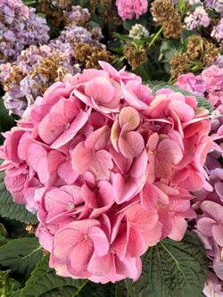 Hydrangea