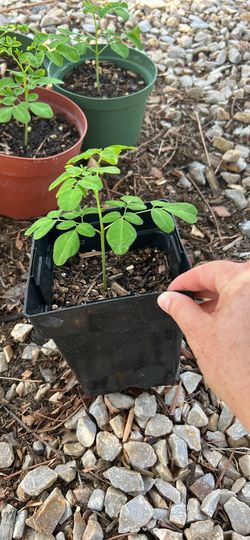 Moringa trees