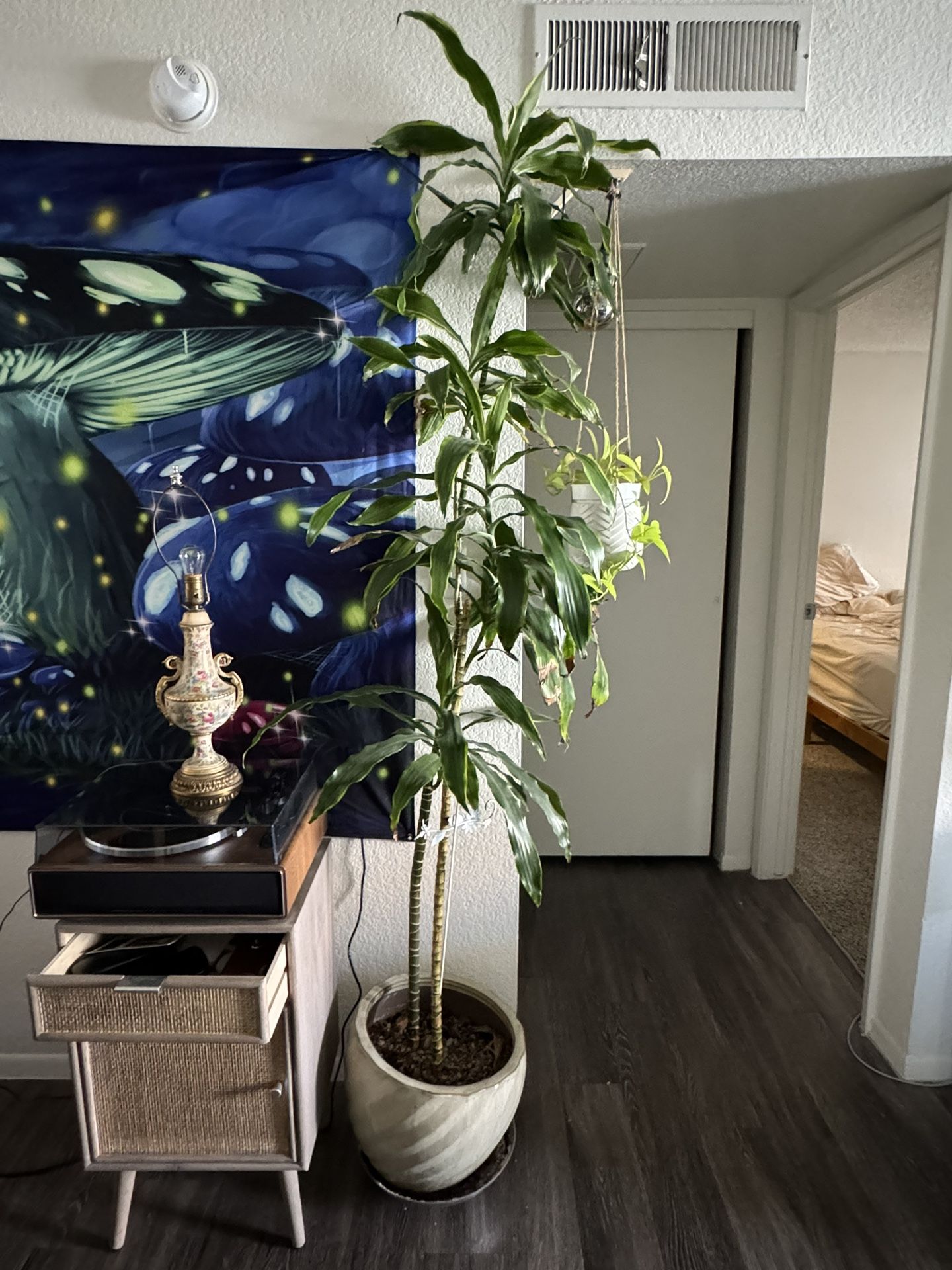 Plant