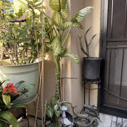 Dieffenbachia (Dumb Cane)