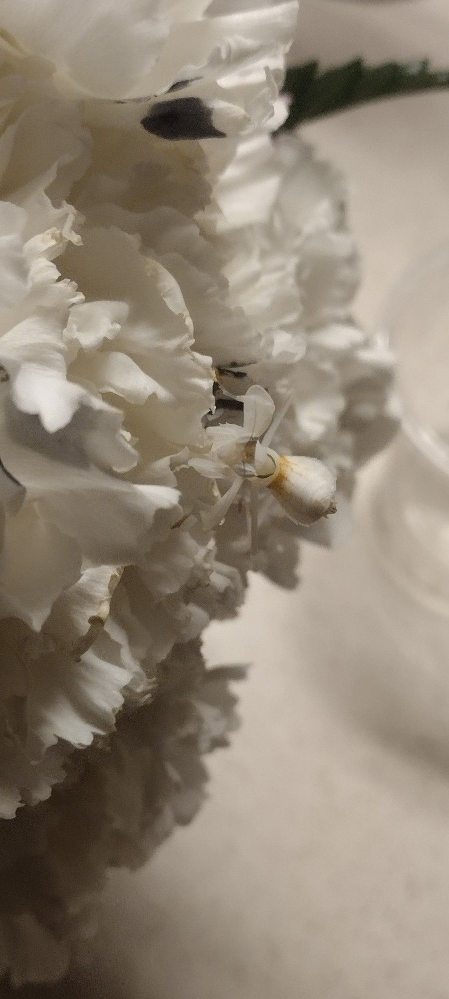 Pre-sale For l.i.v.e O r c h i. D M. A. N. T. I. S. Live Feeders Get You're Bug Friend Now!