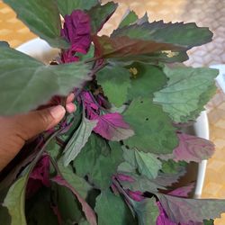 Semillas De Qualities Morados