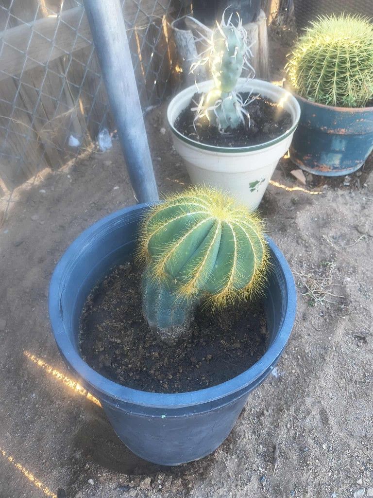 Cactus