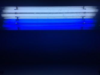 Fish tank- T5 lights