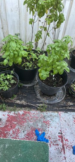 Basil plants