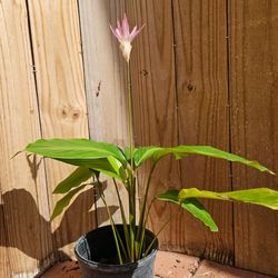 LIVE PLANT 2ft Calathea loeseneri Goeppertia Brazilian Star
