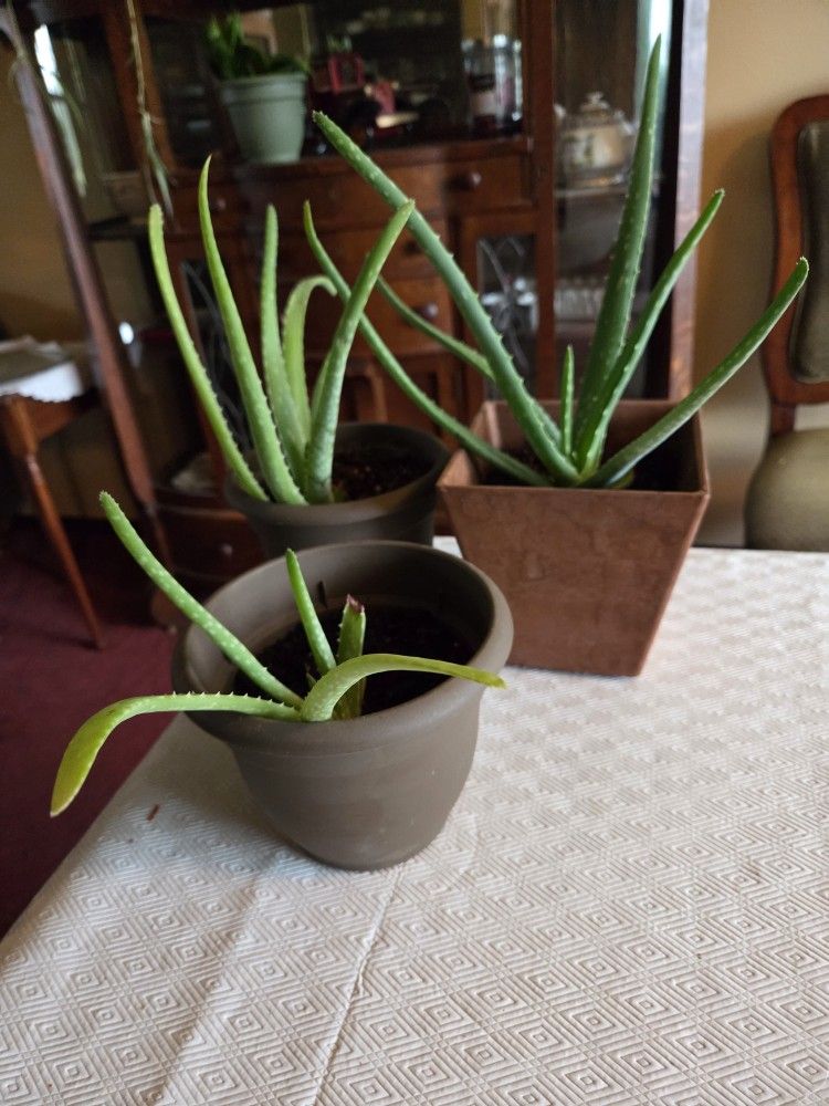Aloa Vera plants