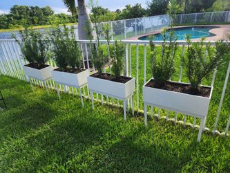 Planters and plants