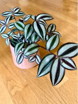 Live tradescantia house plant In ceramic pot