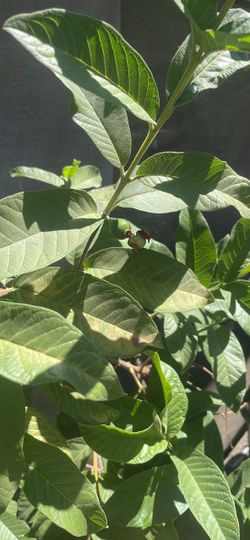 Guayabo Rosita