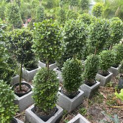 Topiary Balls Double In 3 gls Pot. SPECIAL PRICE 🤩