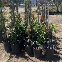 Plants