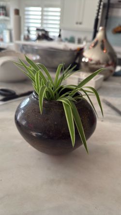 Three small creeping Charlie’s and pot