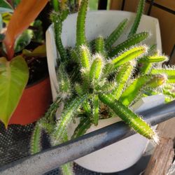 Dogtail Cactus / Succulent Plant *Read Description*