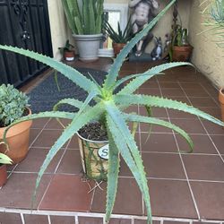 Aloe Plant Succulent 