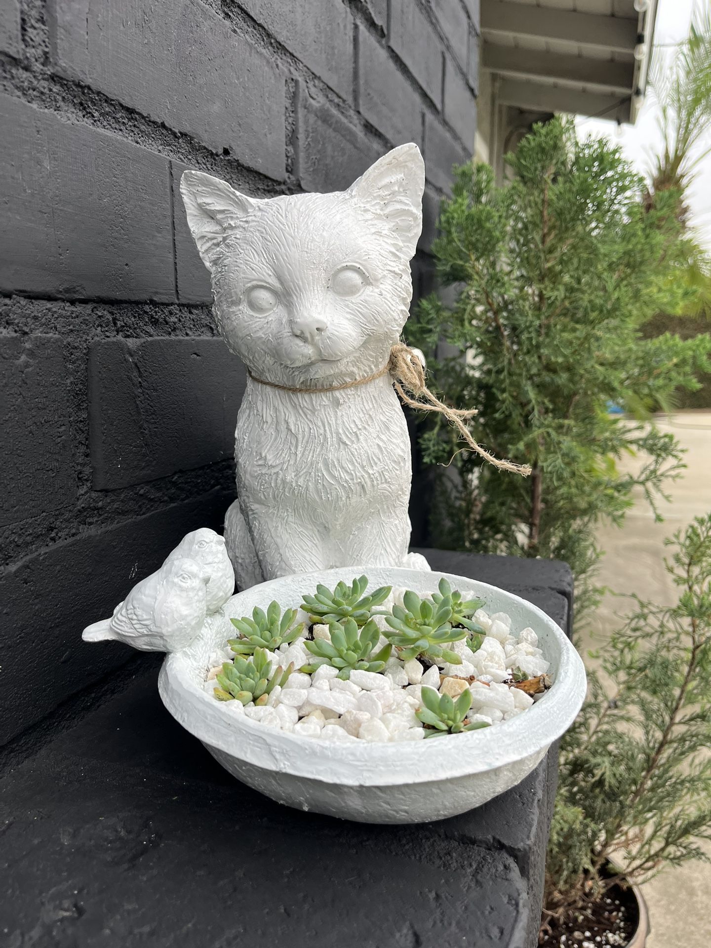 Succulents