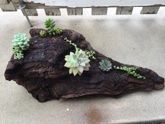 Succulent plants on driftwood