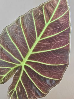 Alocasia 'Regal Shields'
