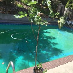 $20 fig tree, about 5 ft tall, in 5 gallon
